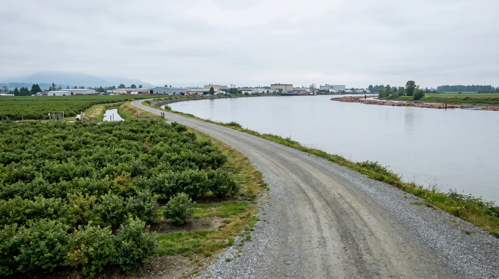 A riverside dyke path running past blueberry fields along the Fraser River in southeast Richmond, with low industrial buildings in the distance — evoking Ironwood.